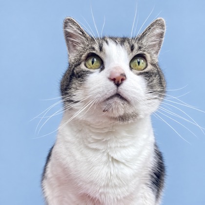 SADDLE BACK - Domestic Shorthair / Mix available for adoption
