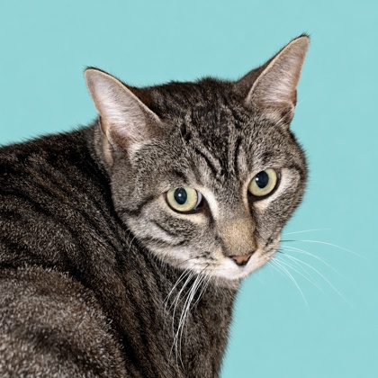 ZILLA - Domestic Shorthair / Mix available for adoption