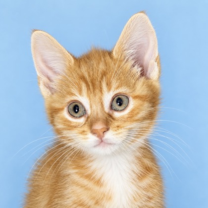 JOLLY - Domestic Shorthair / Mix available for adoption