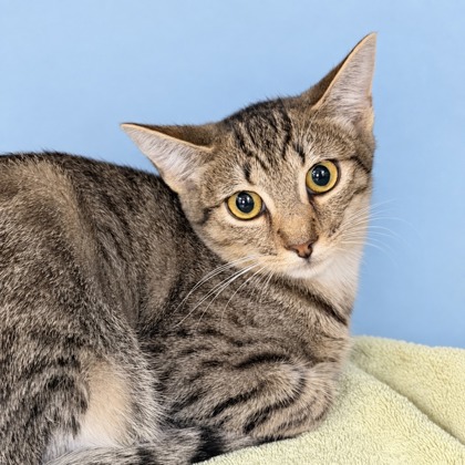 CILANTRO - Domestic Shorthair / Mix available for adoption
