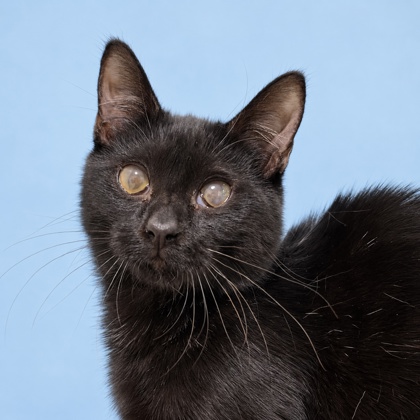 ASTRO - Domestic Shorthair / Mix available for adoption