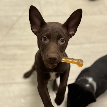 MINNIE - Australian Cattle Dog / Mix available for adoption