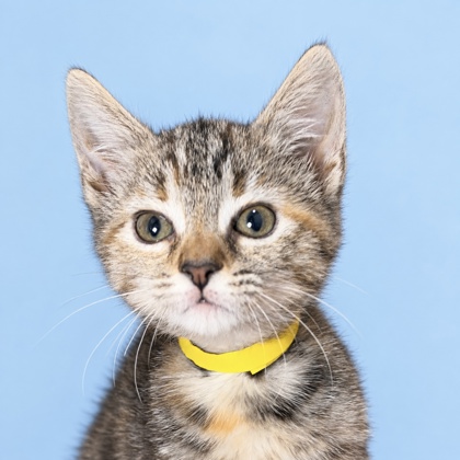 GILLIAN - Domestic Shorthair / Mix available for adoption