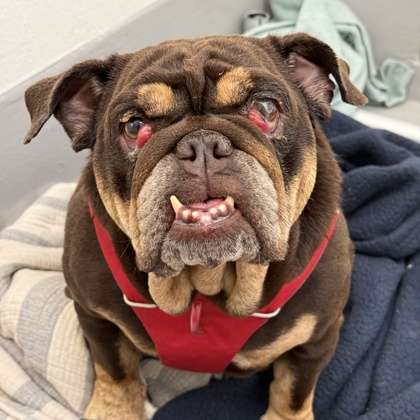 BAKED POTATO - English Bulldog / Mix available for adoption