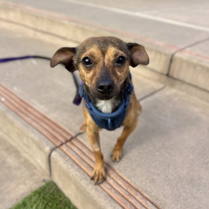 MIGHTY MOUSE - Short Coat Chihuahua / Mix available for adoption