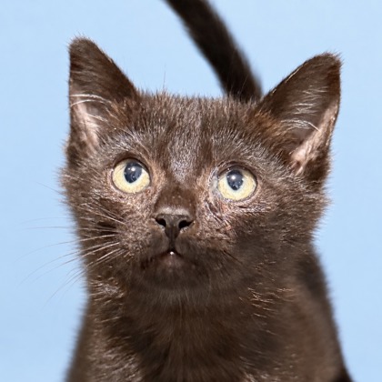 MO - Domestic Shorthair / Mix available for adoption