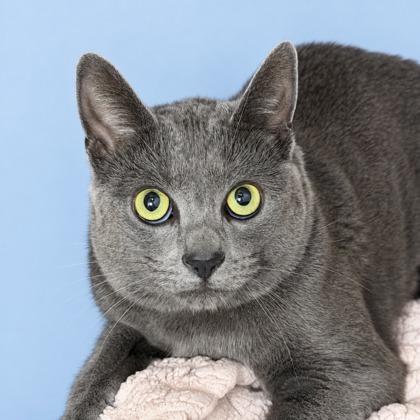 BUSYA - Domestic Shorthair / Mix available for adoption