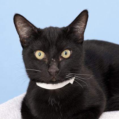 BRANDO - Domestic Shorthair / Mix available for adoption