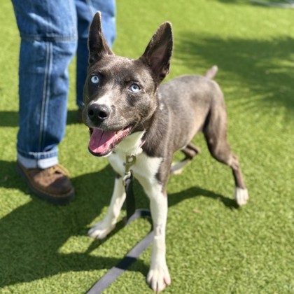 BLUE - Siberian Husky / Mix available for adoption