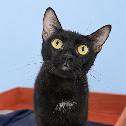 GRACIES - Domestic Shorthair / Mix available for adoption