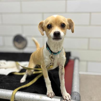 JUNITH - Short Coat Chihuahua / Mix available for adoption