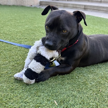 BICEP - Mixed Breed, Medium (up to 44 lbs fully grown) / Mix available for adoption