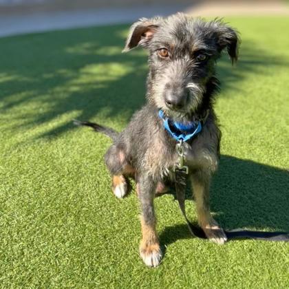 SAMARA - Terrier / Mix available for adoption