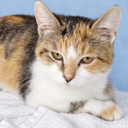 ELVIRA - Domestic Shorthair / Mix available for adoption