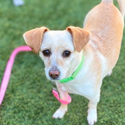 CONNIE - Short Coat Chihuahua / Mix available for adoption