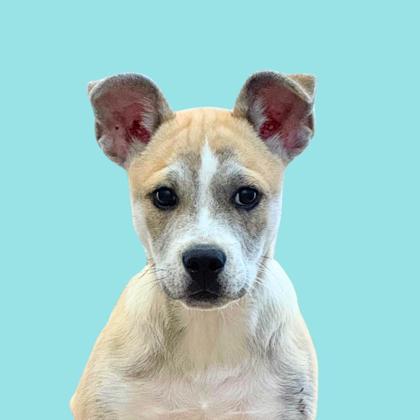 OPHELIA - Terrier / Mix available for adoption