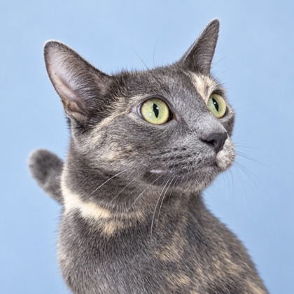 NIRVANA - Domestic Shorthair / Mix available for adoption