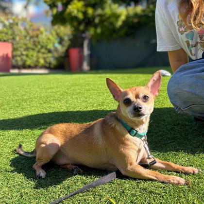BOBO - Short Coat Chihuahua / Mix available for adoption
