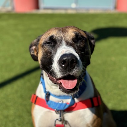 COCONUT - Pit Bull Terrier / Mix available for adoption