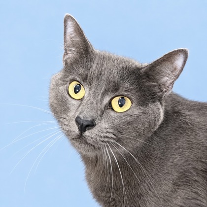 COZY - Domestic Shorthair / Mix available for adoption