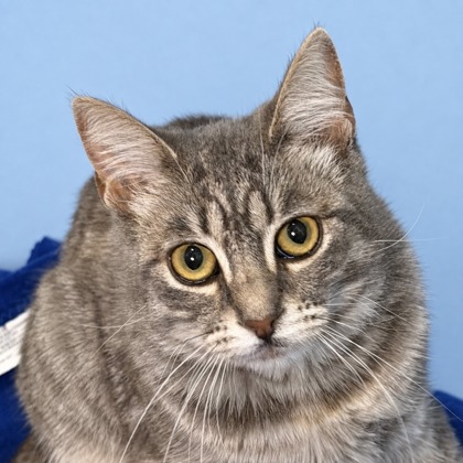 BEE - Domestic Shorthair / Mix available for adoption