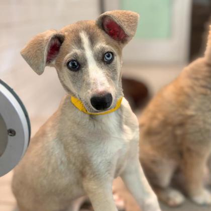 YUKI - Siberian Husky / Mix available for adoption