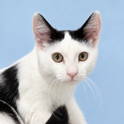 COOKIE - Domestic Shorthair / Mix available for adoption