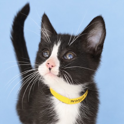ARAGON - Domestic Shorthair / Mix available for adoption