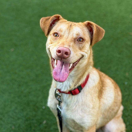DAISY - Alaskan Husky / Mix available for adoption