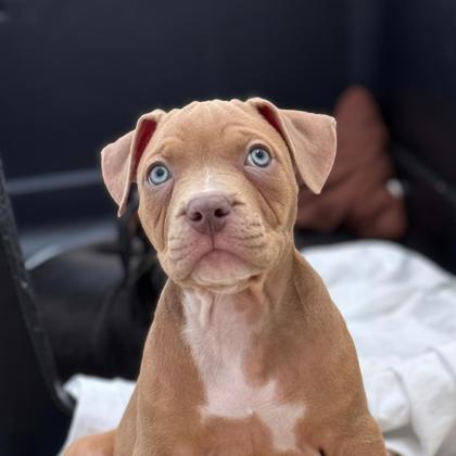 APPLE PIE - Pit Bull Terrier / Mix available for adoption