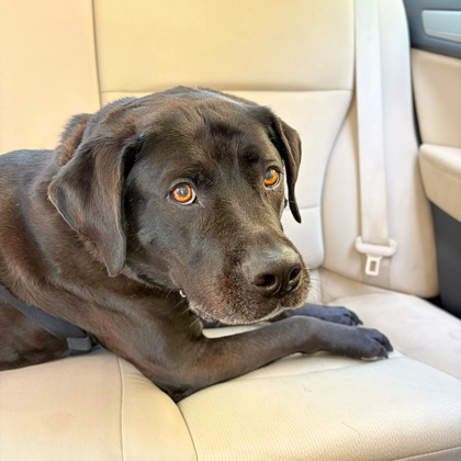 MARCUS - Labrador Retriever / Mix available for adoption