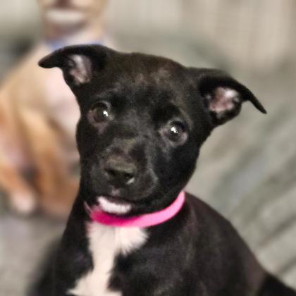 BOO - Short Coat Chihuahua / Mix available for adoption