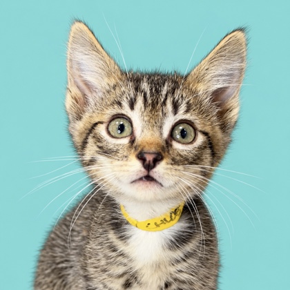 CHLOE - Domestic Shorthair / Mix available for adoption