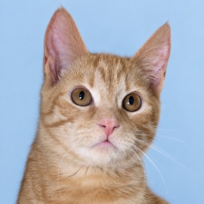 BEETLE - Domestic Shorthair / Mix available for adoption