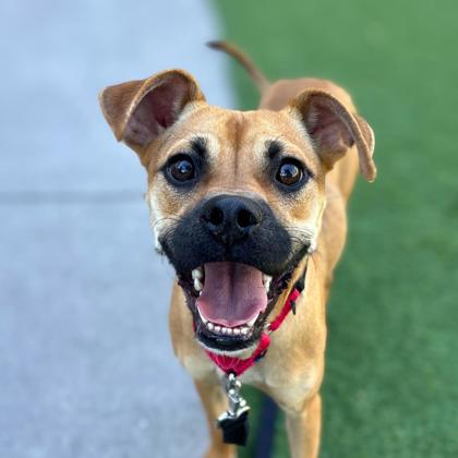 HOORAY - Shepherd / Mix available for adoption