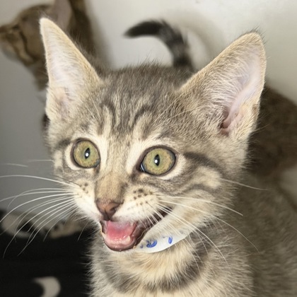 JOLTEON - Domestic Shorthair / Mix available for adoption