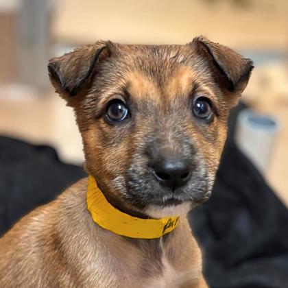 PAPAYA - Shepherd / Mix available for adoption