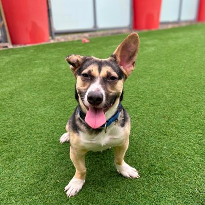 JOLENE - Pembroke Welsh Corgi / Mix available for adoption