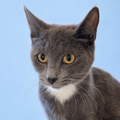 SMOKEY BEAR - Domestic Shorthair / Mix available for adoption