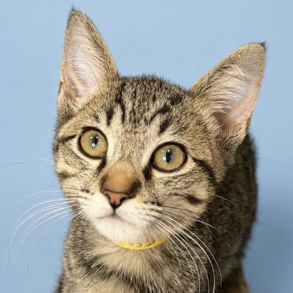 LUCKY - Domestic Shorthair / Mix for adoption in San Francisco