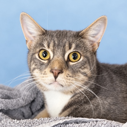 JUNIPER - Domestic Shorthair / Mix available for adoption