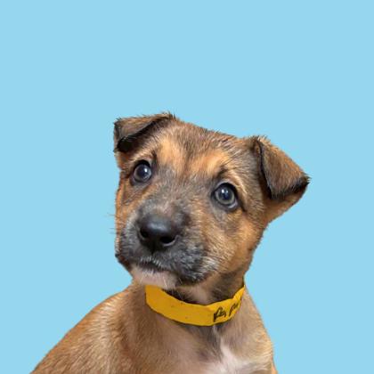 PAPAYA - Shepherd / Mix available for adoption