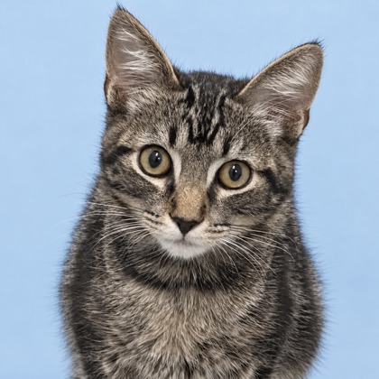 GIRASOL - Domestic Shorthair / Mix available for adoption