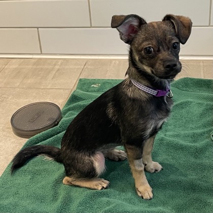 KIT - Short Coat Chihuahua / Mix available for adoption
