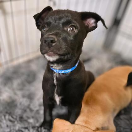 BRAMLEY - Short Coat Chihuahua / Mix available for adoption