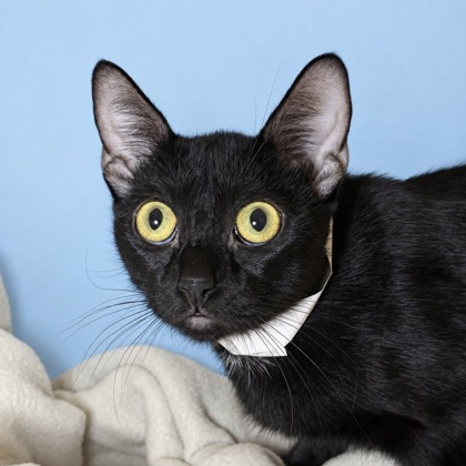 GRACIES - Domestic Shorthair / Mix available for adoption