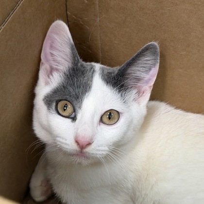 MATILDA - Domestic Shorthair / Mix available for adoption