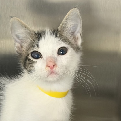 LEGOLAS - Domestic Shorthair / Mix available for adoption