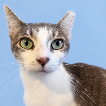 EILEEN - Domestic Shorthair / Mix available for adoption