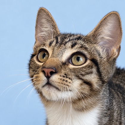 KOI - Domestic Shorthair / Mix available for adoption
